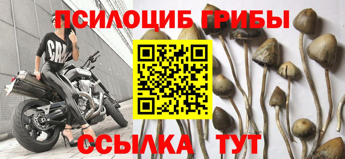 Псилоцибиновые грибы Magic Shrooms  Вход с VPN  Брянск  Галлюциногенные грибы прущие грибы 
