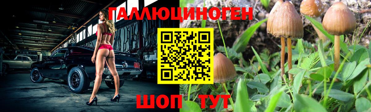 Псилоцибиновые грибы Psilocybine cubensis Брянск